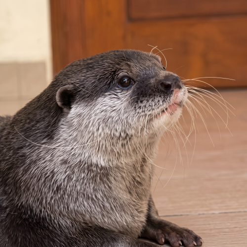 Ottermoka Logo